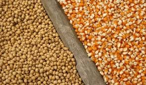 FEED COST CRISIS: HOW RESEARCH HELPED ME CUT PRODUCTION COSTS